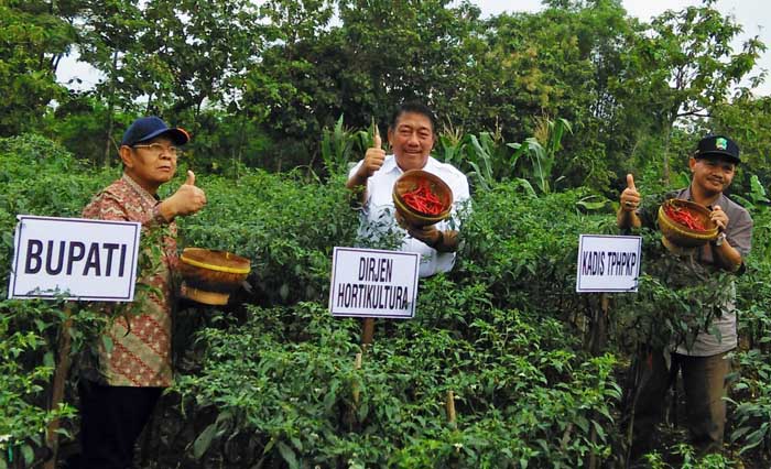 Antisipasi Lonjakan Harga, Petani Diminta Jual 40% Produksi Cabai ke Bulog